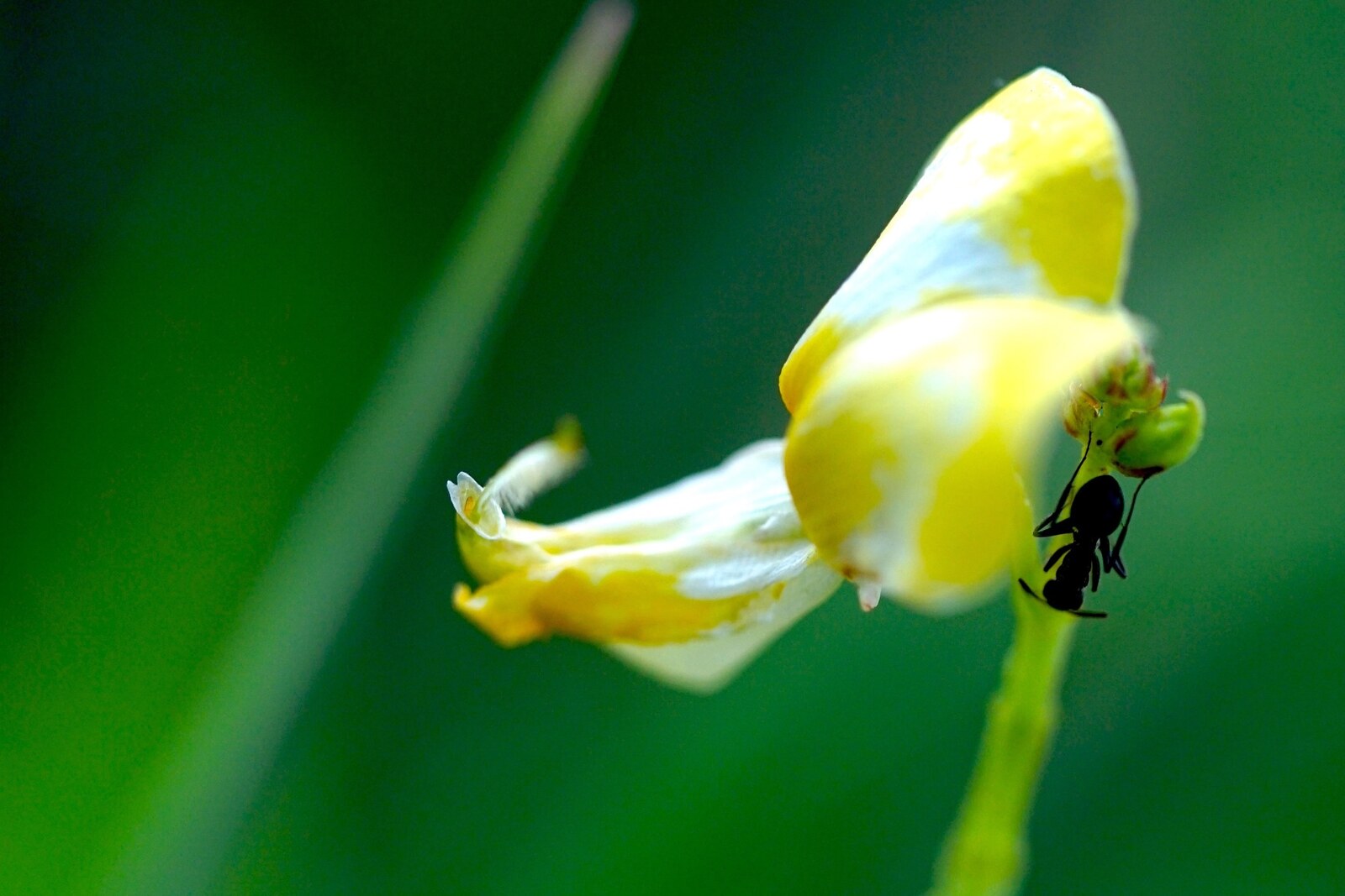 An ant on a yellow wildflower