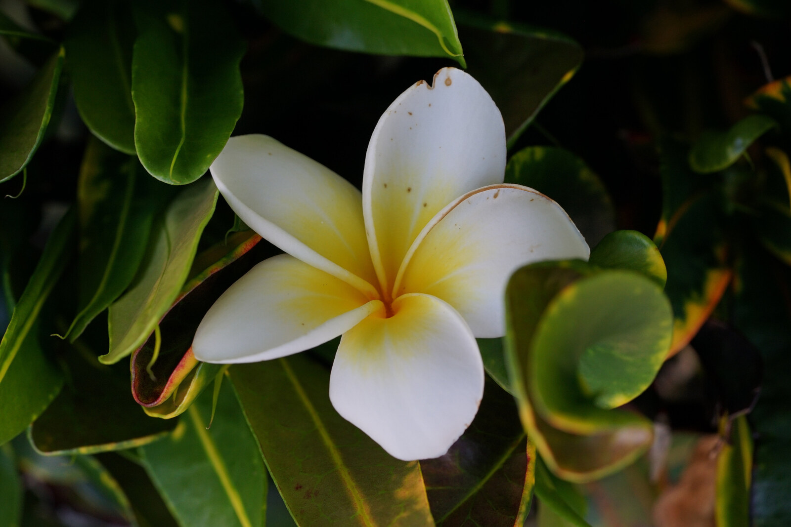 A white and yellow plumeria blossom